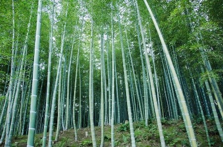 foresta bamboo